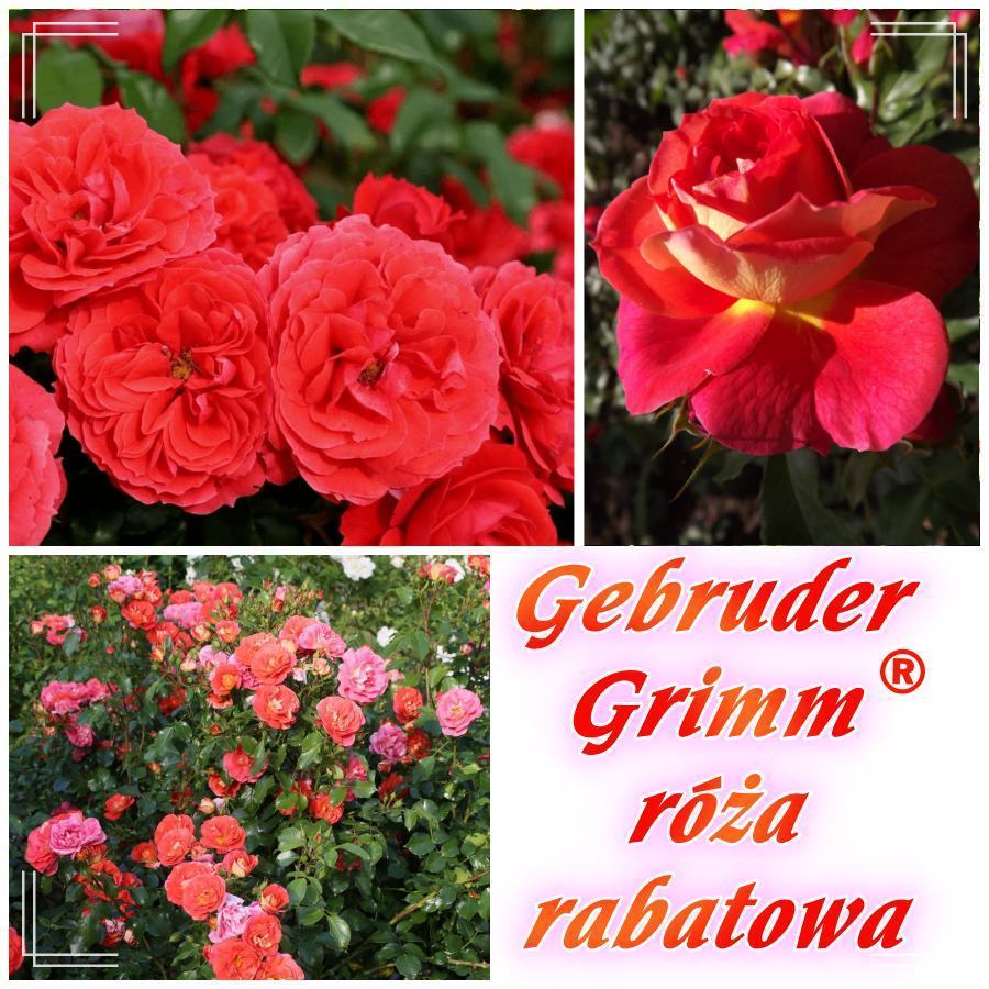 Gebruder Grimm róże rabatowe 